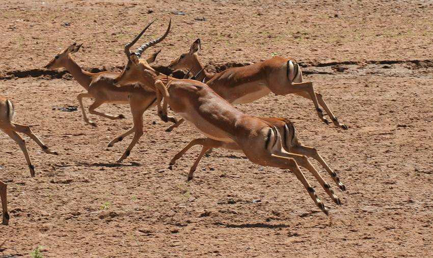 Samburu