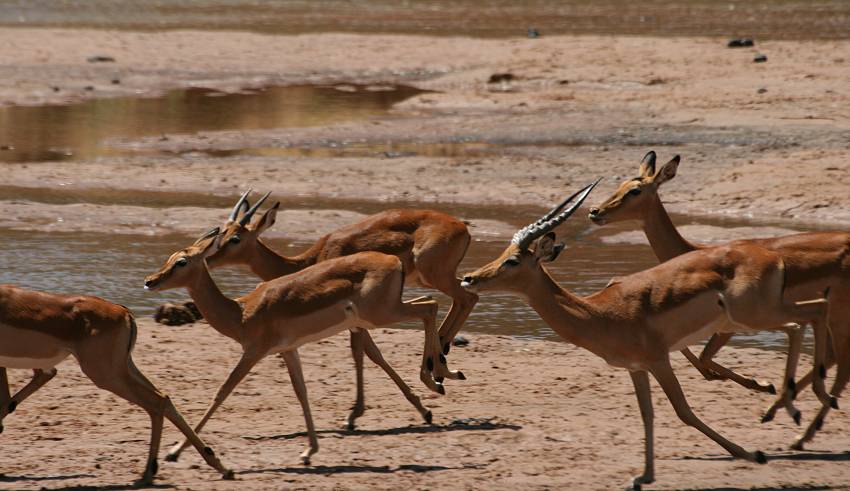 Samburu