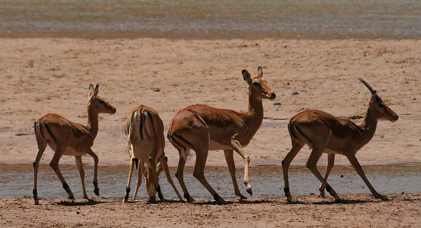 Samburu