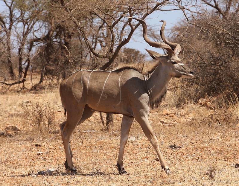 Samburu Reservat, Großer Kudu