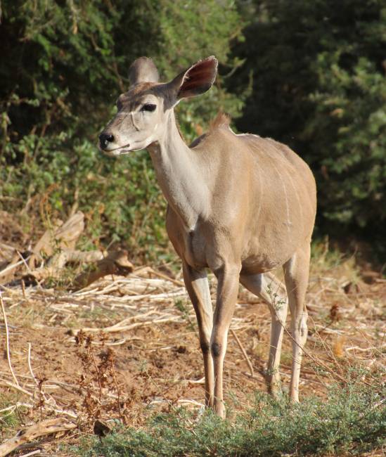 Samburu Reservat, Großer Kudu