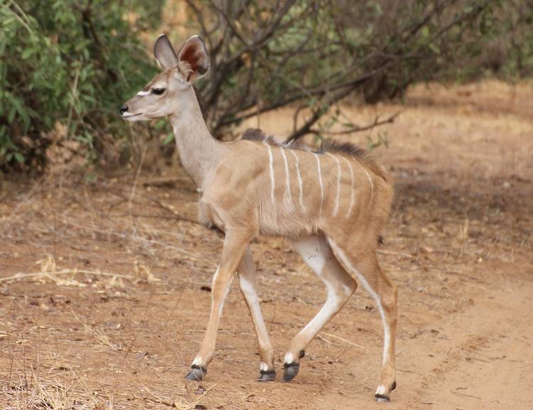 Samburu Reservat, Großer Kudu