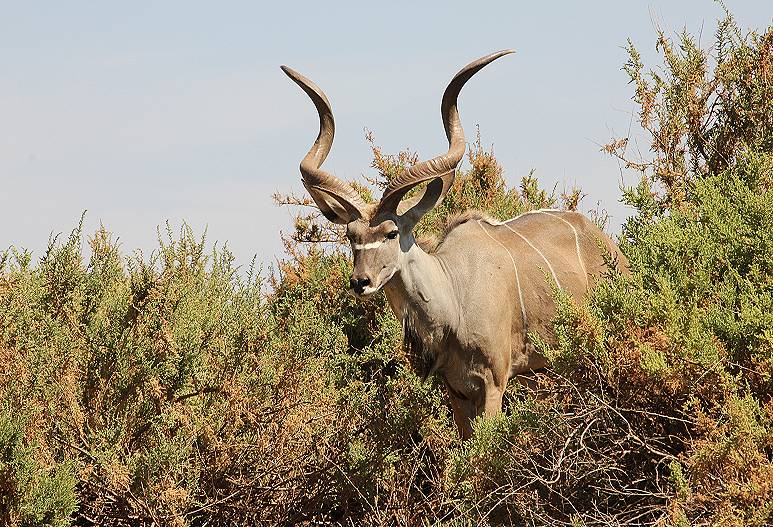 Samburu Reservat, Großer Kudu