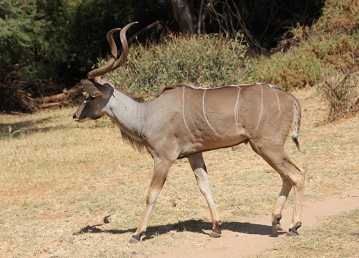 Samburu Reservat, Großer Kudu