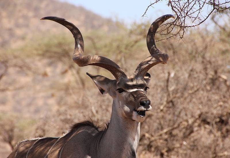 Samburu Reservat, Großer Kudu