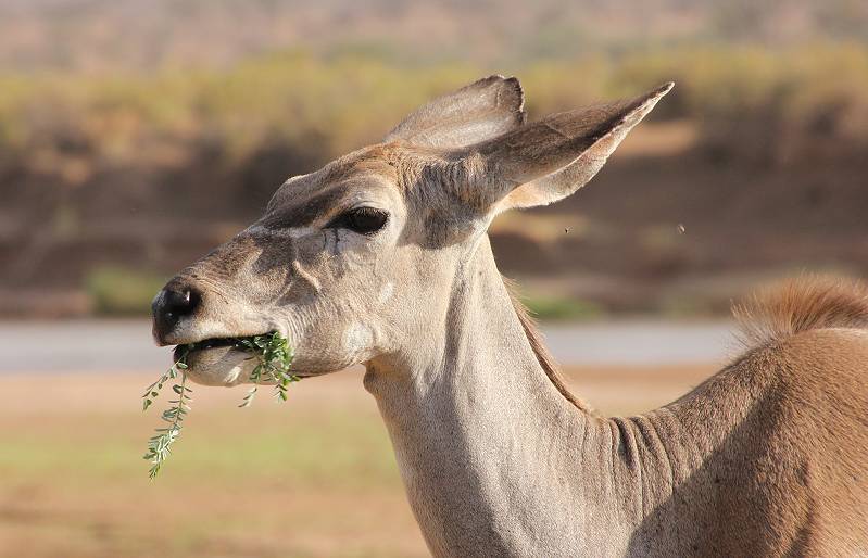 Samburu Reservat, Großer Kudu