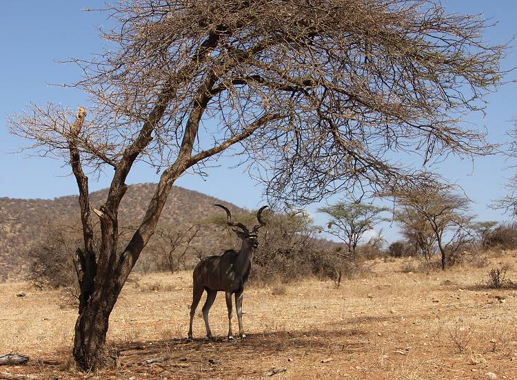 safari wangu