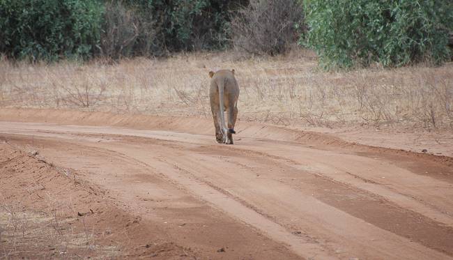 safari wangu, Samburu