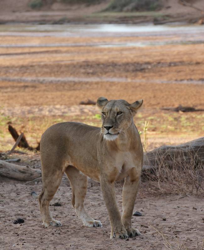 Samburu, Löwen