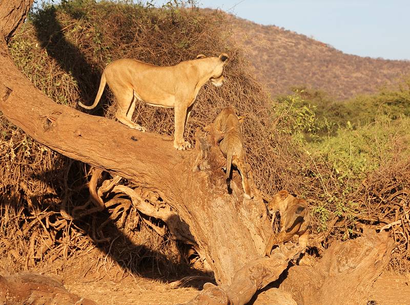 Samburu Reservat, Löwen