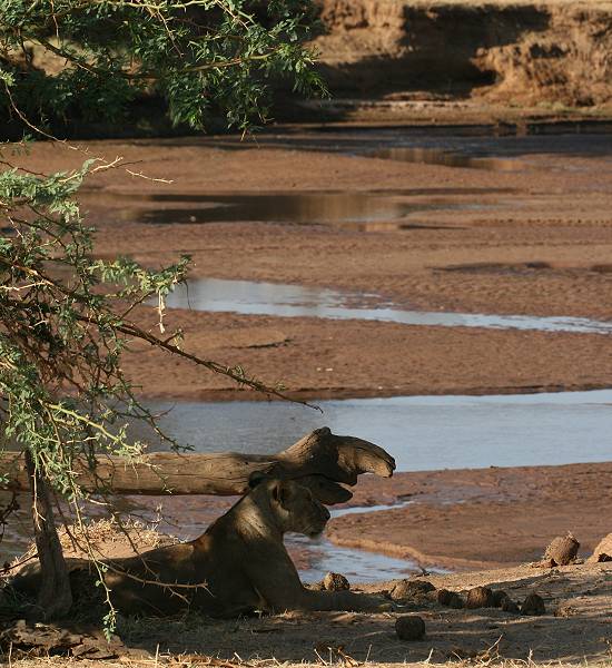 Samburu, Löwen