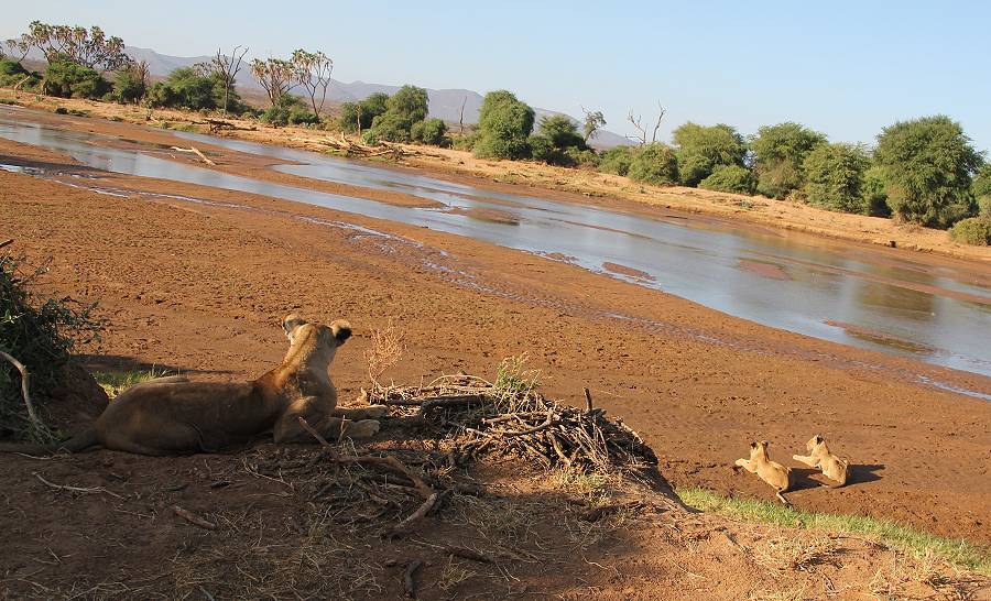 Samburu, Löwen