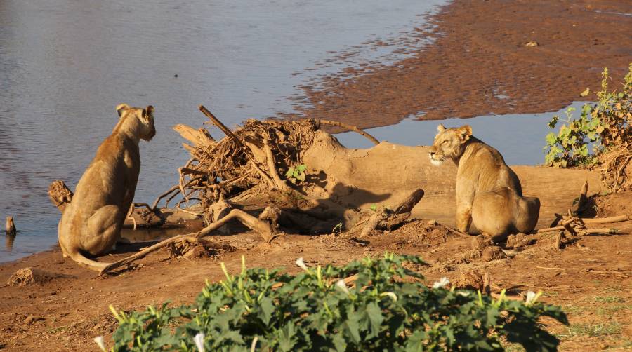 Samburu, Löwen