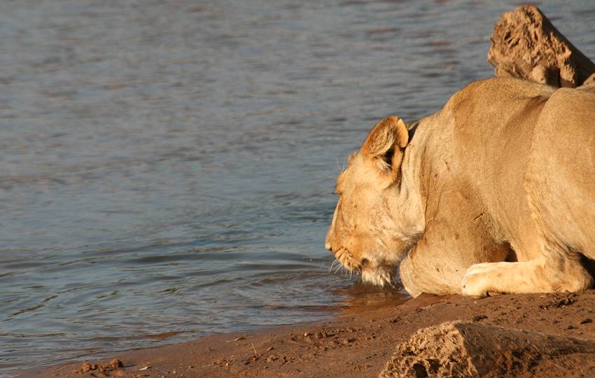 Samburu, Löwen