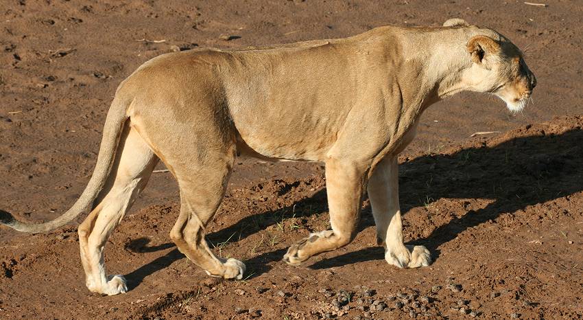 Samburu, Löwen