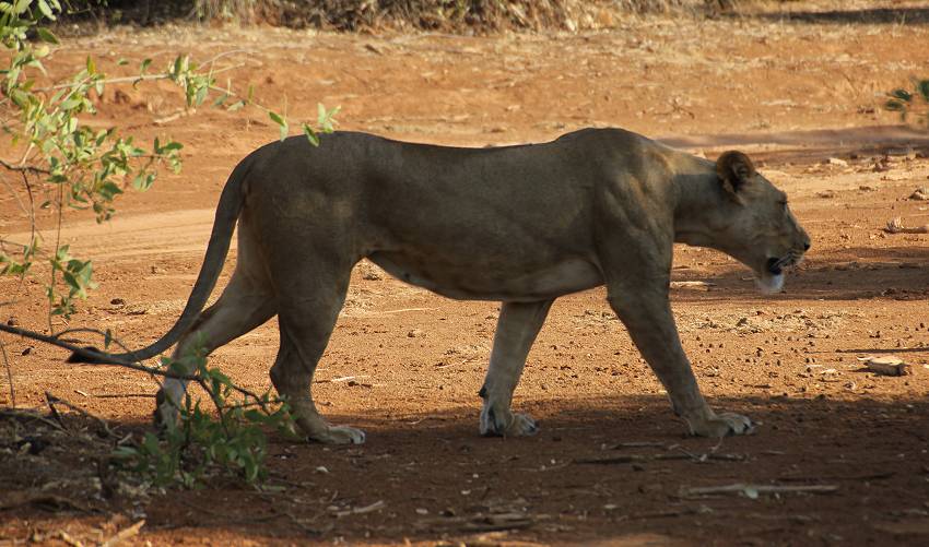 Samburu, Löwen