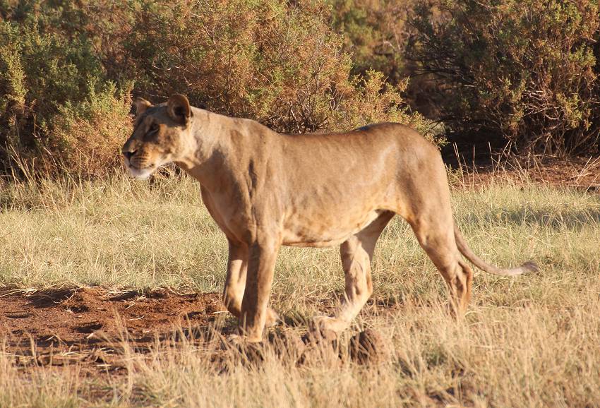 Samburu, Löwen