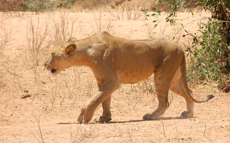 Samburu, Löwen
