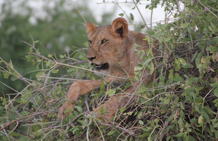 safari wangu, Samburu