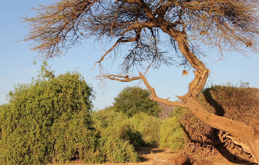 Samburu, Löwen