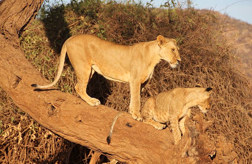 Samburu, Löwen