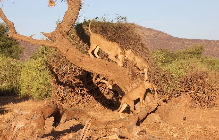 Samburu, Löwen