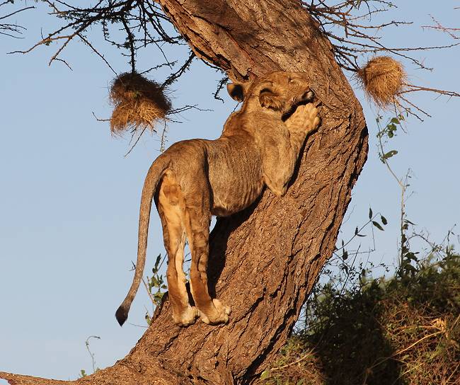 Samburu, Löwen