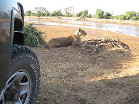 Samburu, Löwen