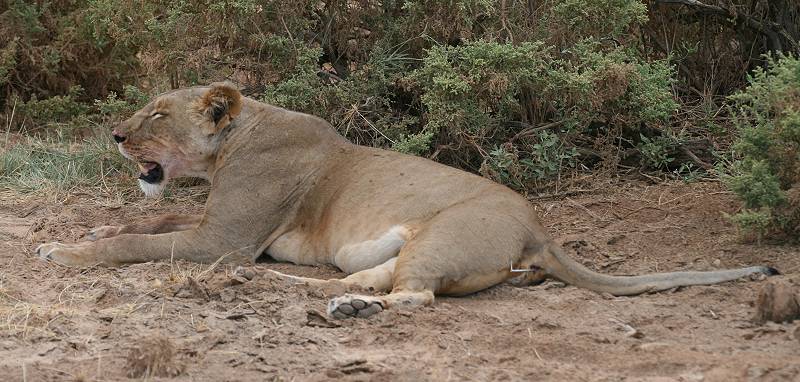 Samburu