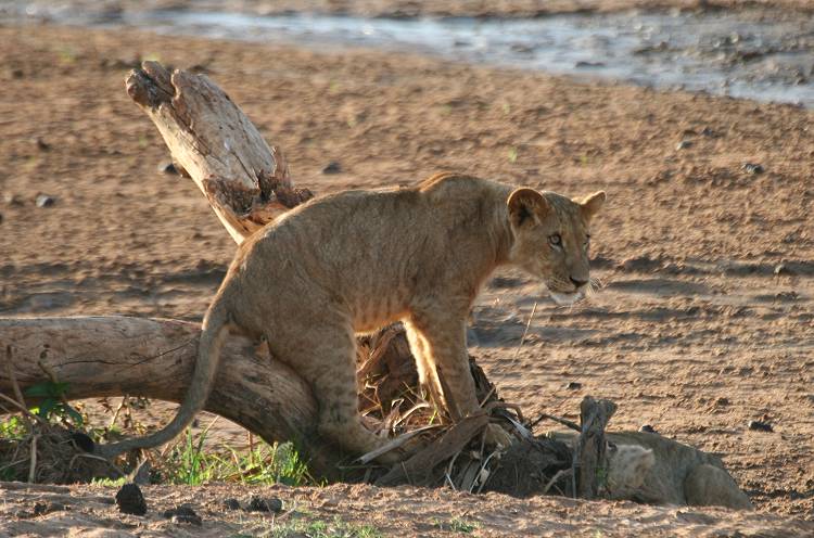 Samburu, Löwen