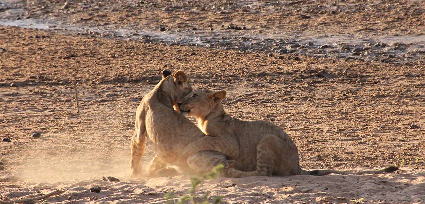 Samburu, Löwen