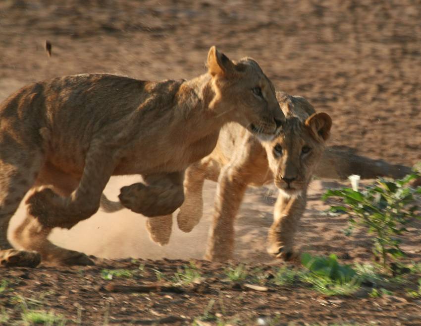 Samburu, Löwen