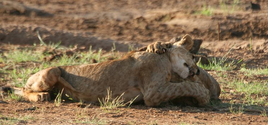 Samburu, Löwen