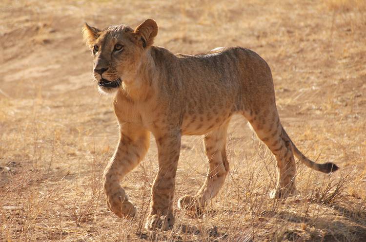 Samburu, Löwen