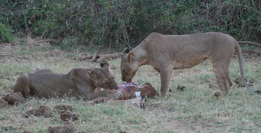 Samburu, Löwen