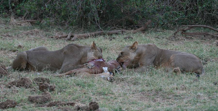 Samburu, Löwen