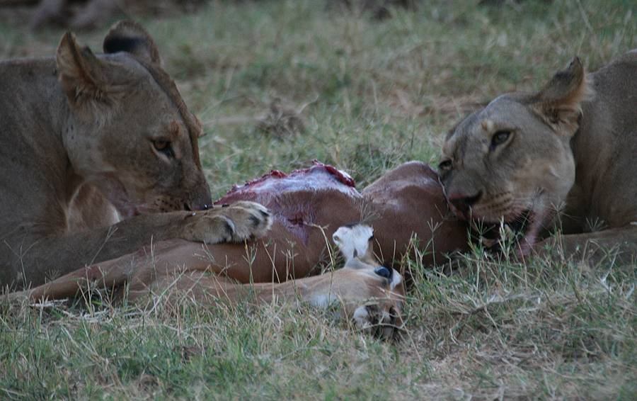 Samburu, Löwen