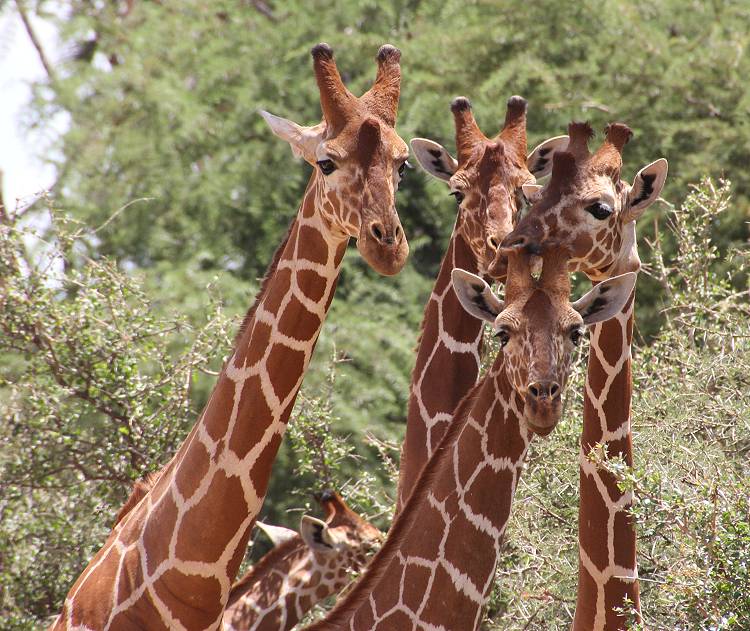 Samburu Reservat, Netzgiraffen