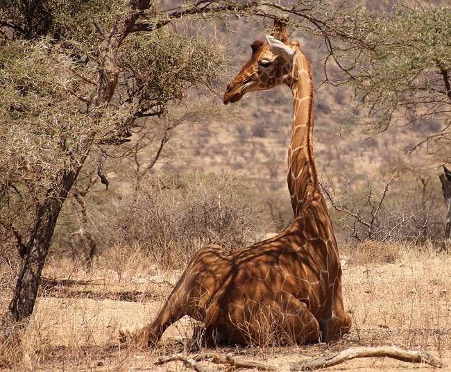 safari wangu