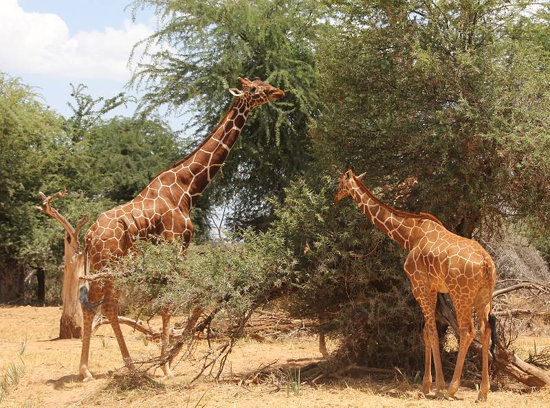 Samburu Reservat, Netzgiraffen