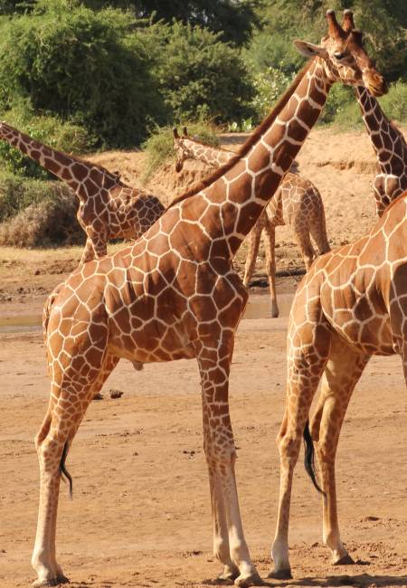 Samburu Reservat, Netzgiraffen