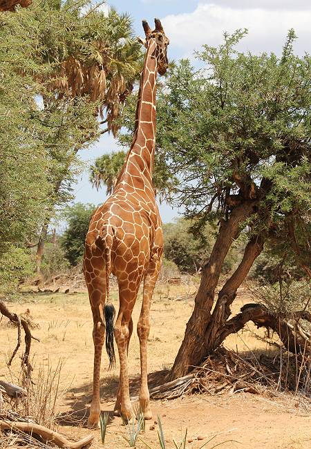 Samburu Reservat, Netzgiraffen