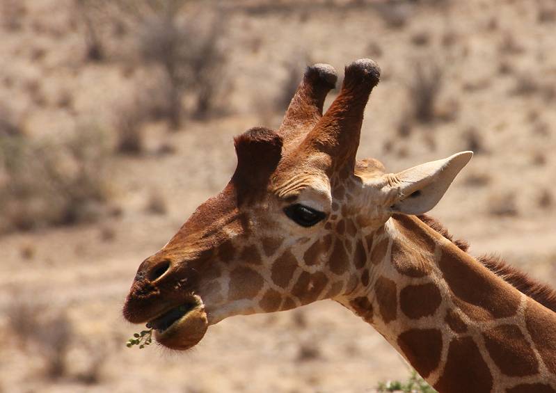 Samburu Reservat, Netzgiraffen