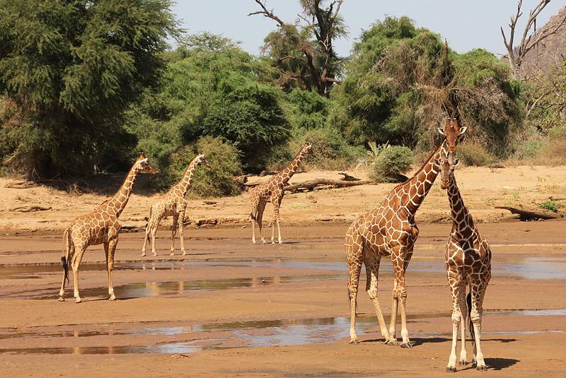 Samburu Reservat, Netzgiraffen