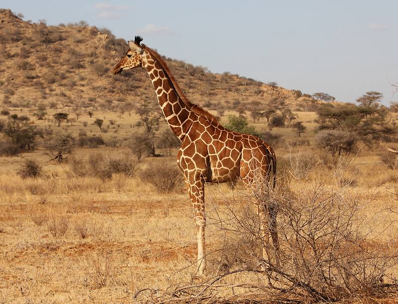 Samburu Reservat, Netzgiraffen