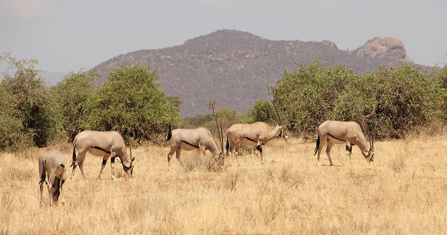 Samburu Reservat, Oryx