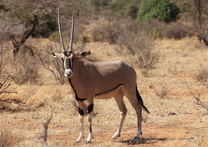 Samburu Reservat, Oryx
