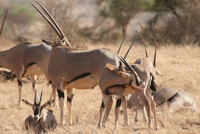 Samburu Reservat, Oryx