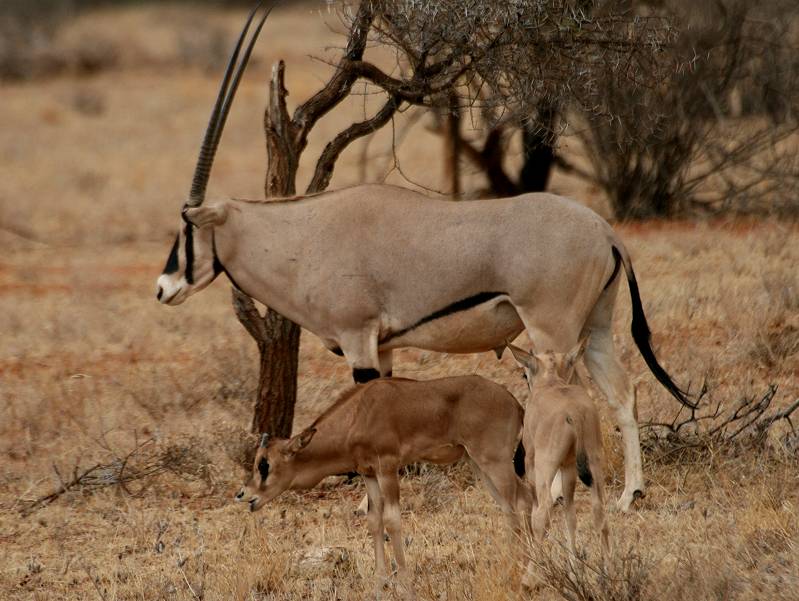 Samburu Reservat, Oryx