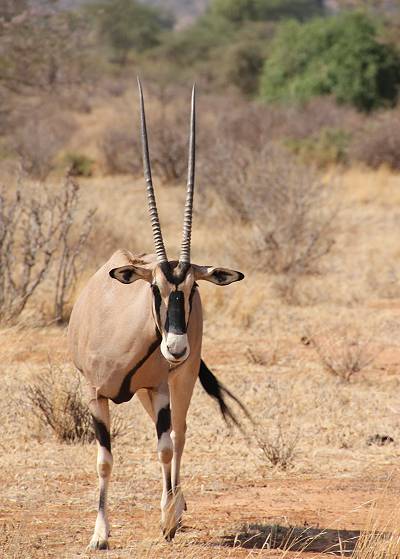 Samburu Reservat, Oryx